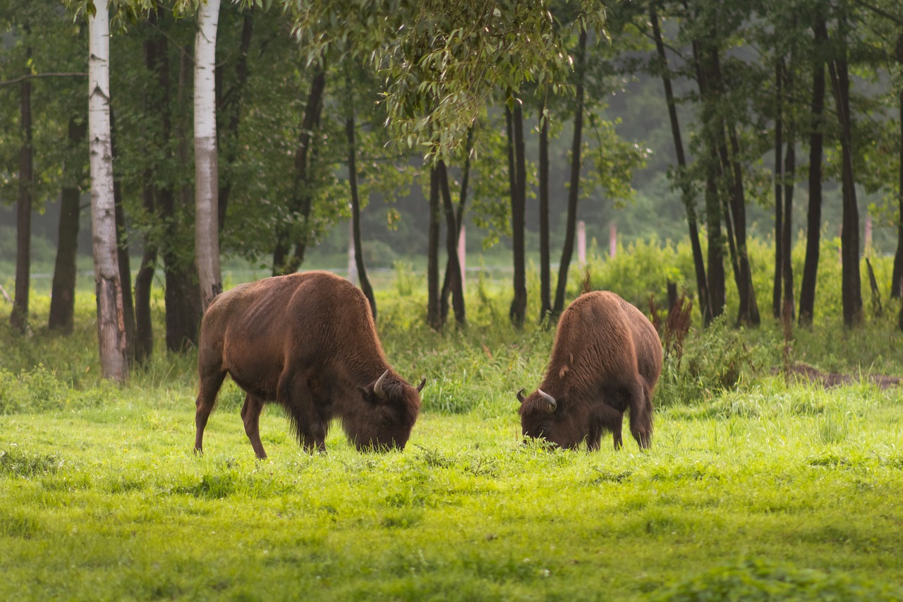 Des bisons en train de paître dans une forêt
